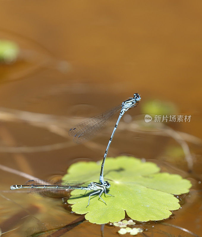 天蓝色(Coenagrion puella)交配